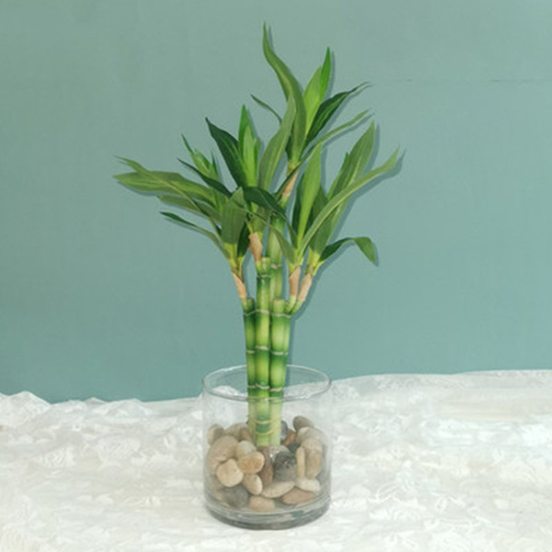 Dracaena Marginata - Новый искусственный суккулент 