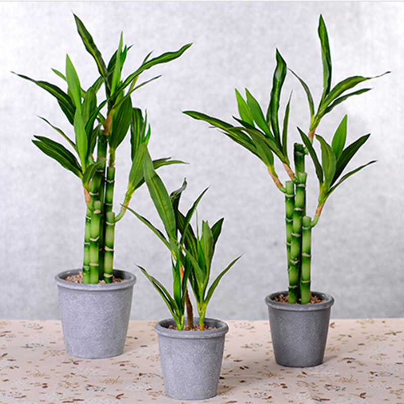 Новый искусственный суккулент  – обзор и цена Dracaena Marginata