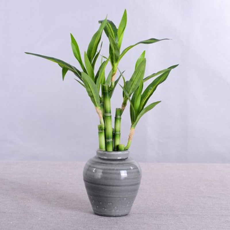 Новый искусственный суккулент  – обзор и цена Dracaena Marginata