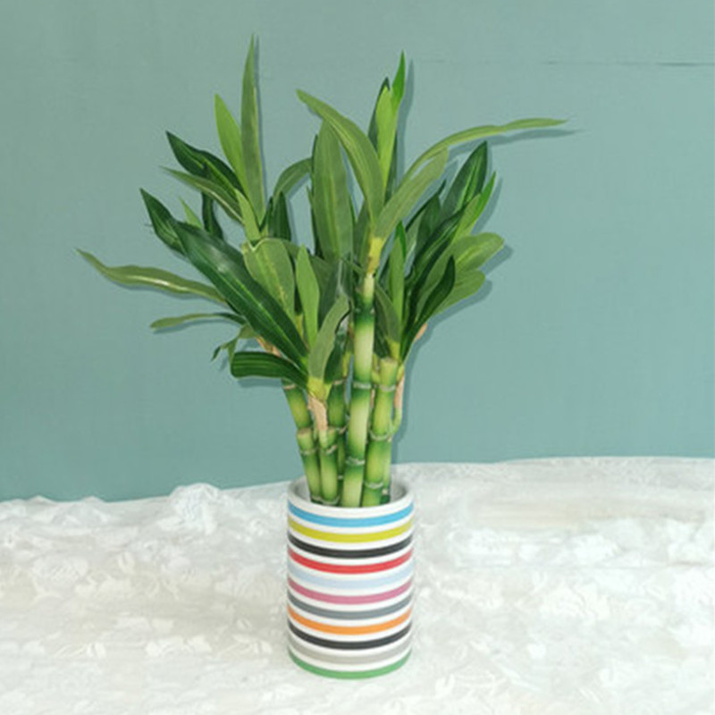 Новый искусственный суккулент  – обзор и цена Dracaena Marginata
