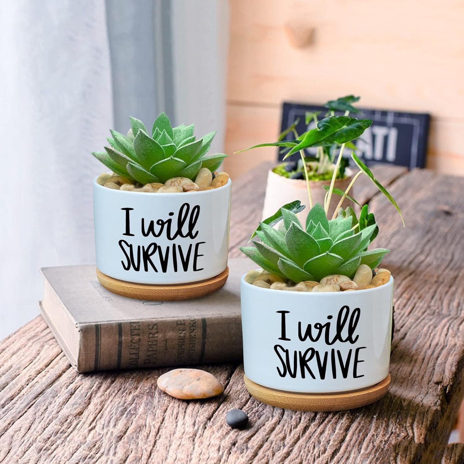 Я выжить керамический горшок д – обзор и цена Aloe Vera Pot