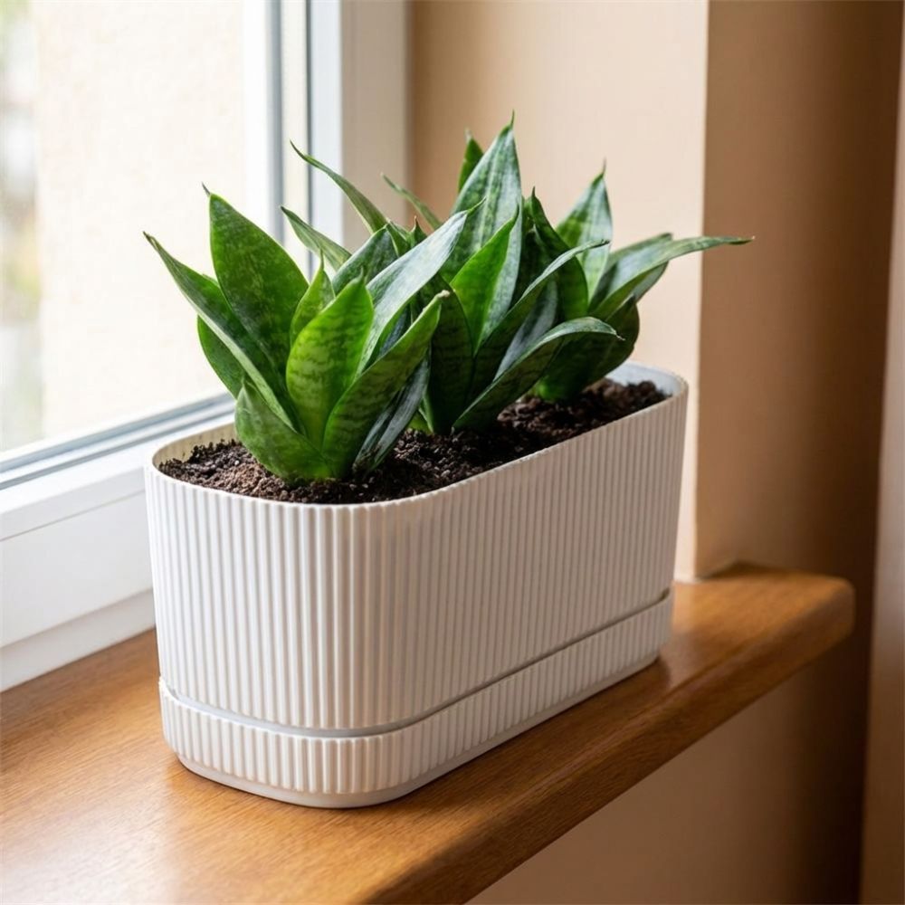 Пластиковый самополивающийся ц – обзор и цена Aloe Vera Pot