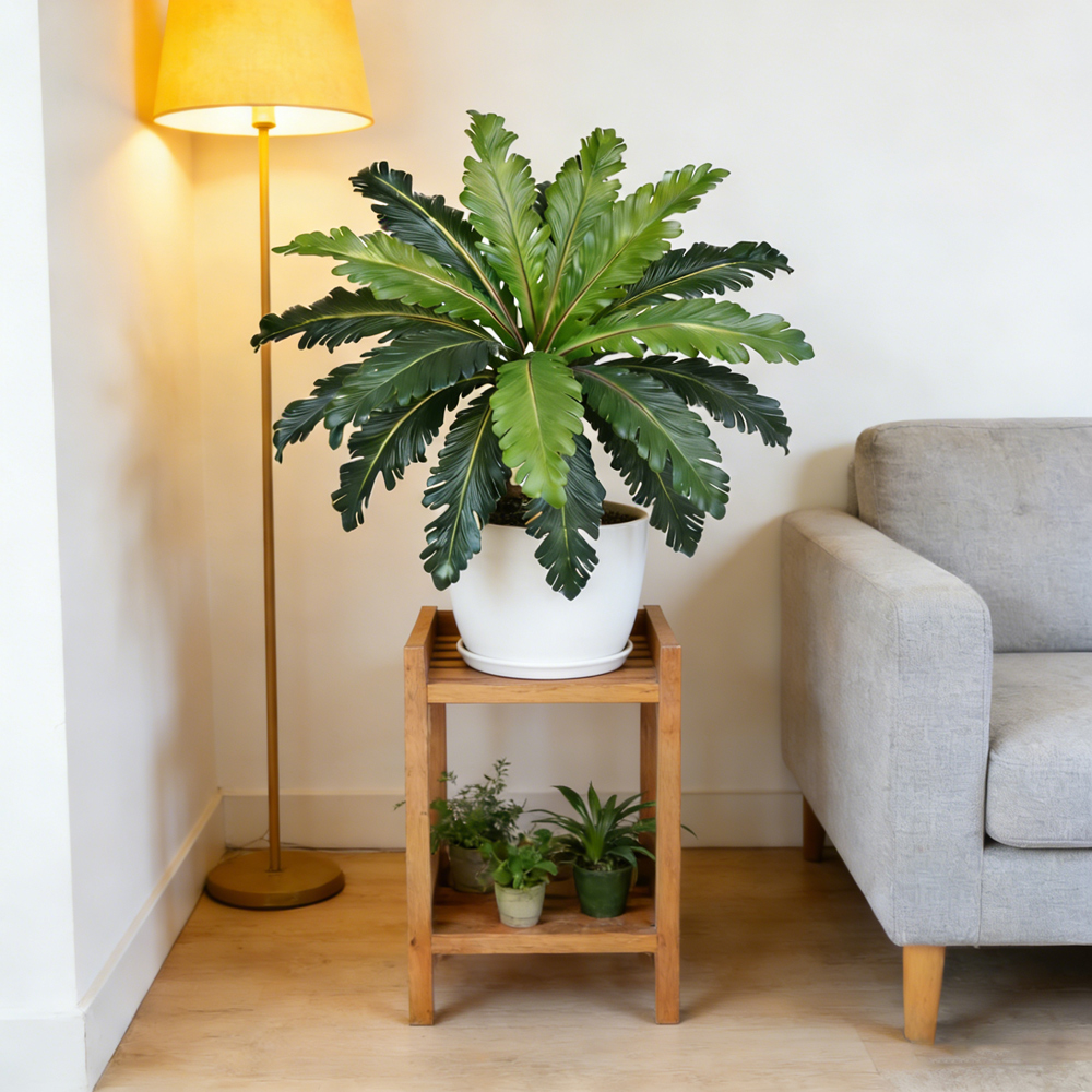 Искусственные тропические лист – обзор и цена Dracaena Marginata
